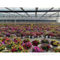 Greenhouse de type Venlo Multi Span pour fleurs